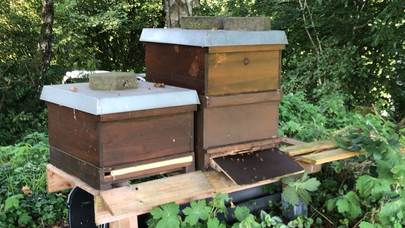 Zwei Holzbeuten mit Zinkdeckeln, eine davon mit zwei Zargen; auf dem Anflugbrett sind einzelne Bienen zu sehen