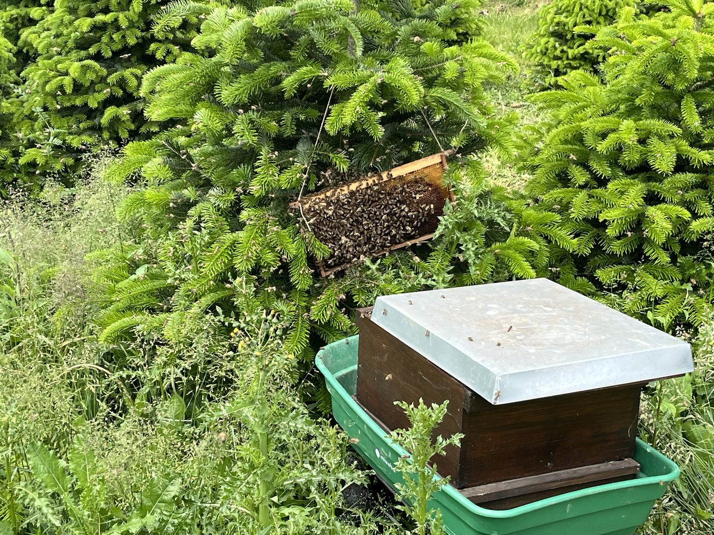 Ein Bienenschwarm hängt als dunkle Traube an einem Rähmchen in einem Tannenbaum, daneben steht eine Beute in einem grünen Bollerwagen